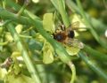 Andrena ferrugineicrus